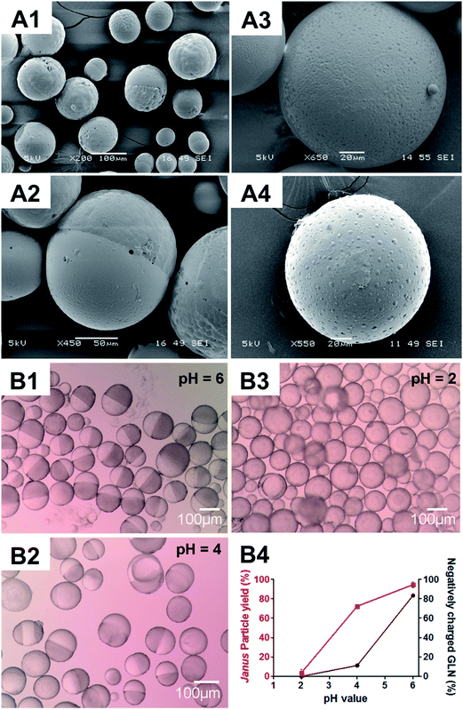 microparticles fabricated at the plga/pcl weight ratio