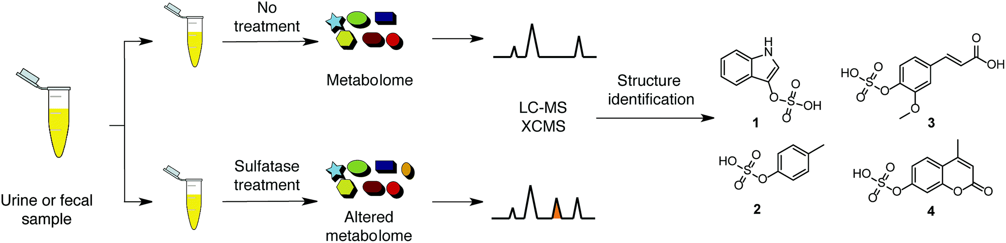使用硫酸酯酶-硫酸酯酶处理和UPLC-MS/MS可以选择性地分析O-硫酸酯酶功能化分子。