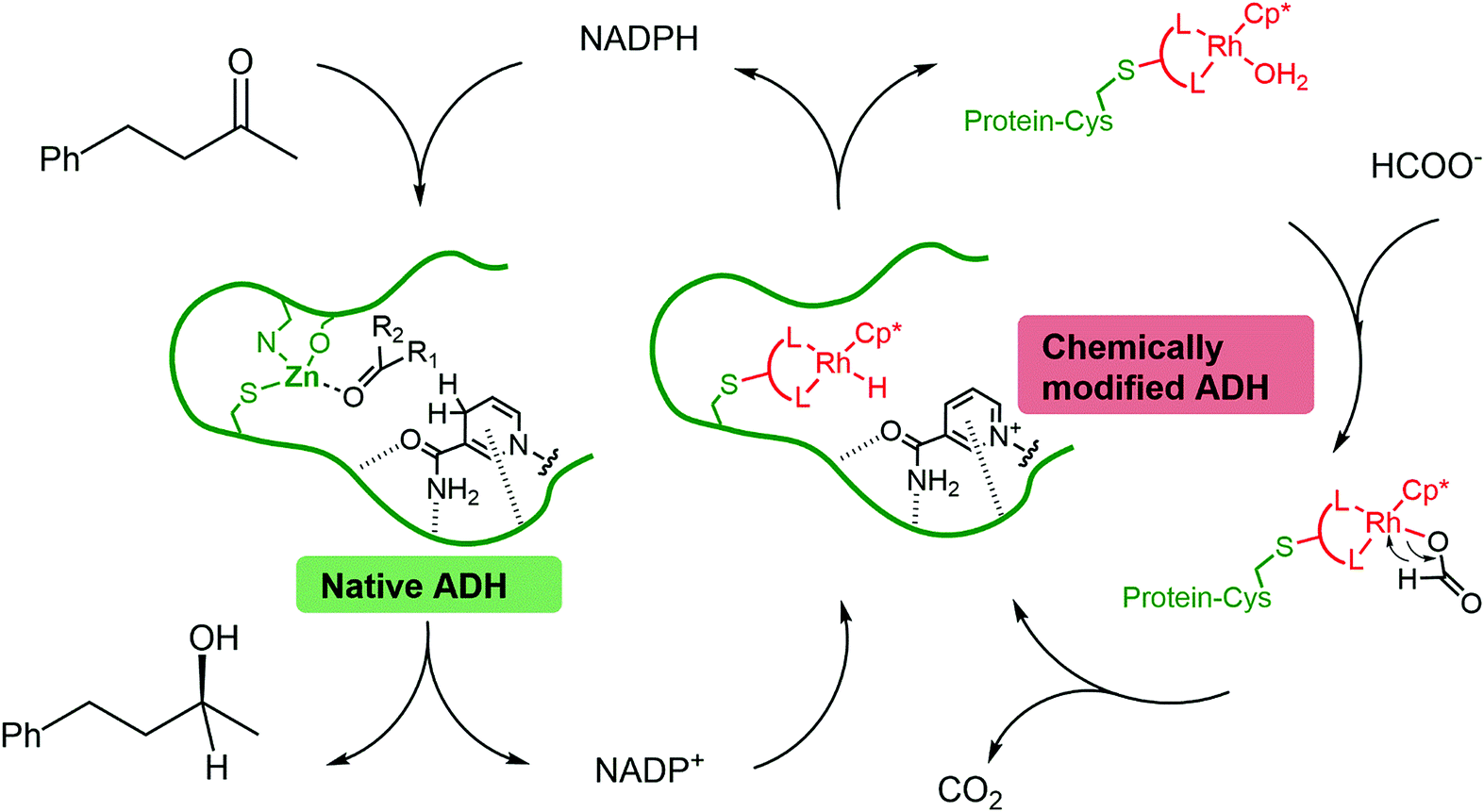 Synthesis of chiral alcohols via two interconnected cycles: the wild type enzyme (native ADH) reduces the ketone to the alcohol using NADPH as a reducing agent. NADPH is regenerated using the mutant enzyme containing a rhodium active site (chemically modified ADH) with formic acid as the terminal reductant. Alcohol dehydrogenase