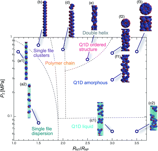 self-assembly of spheroidal triblock janus nanoparticle