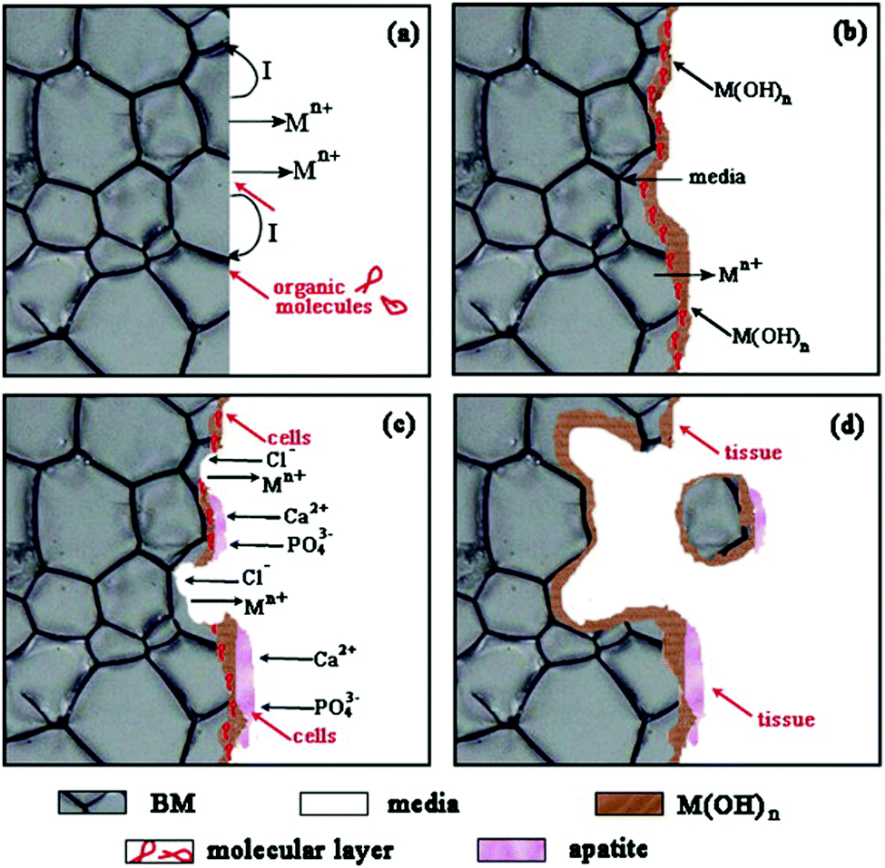 Experimental Biodegradable Traffic >> Biodegradable Metallic Bone Implants Materials Chemistry Frontiers Experimental Biodegradable Traffic >> Biodegradable Metallic Bone Implants Materials Chemistry Frontiers