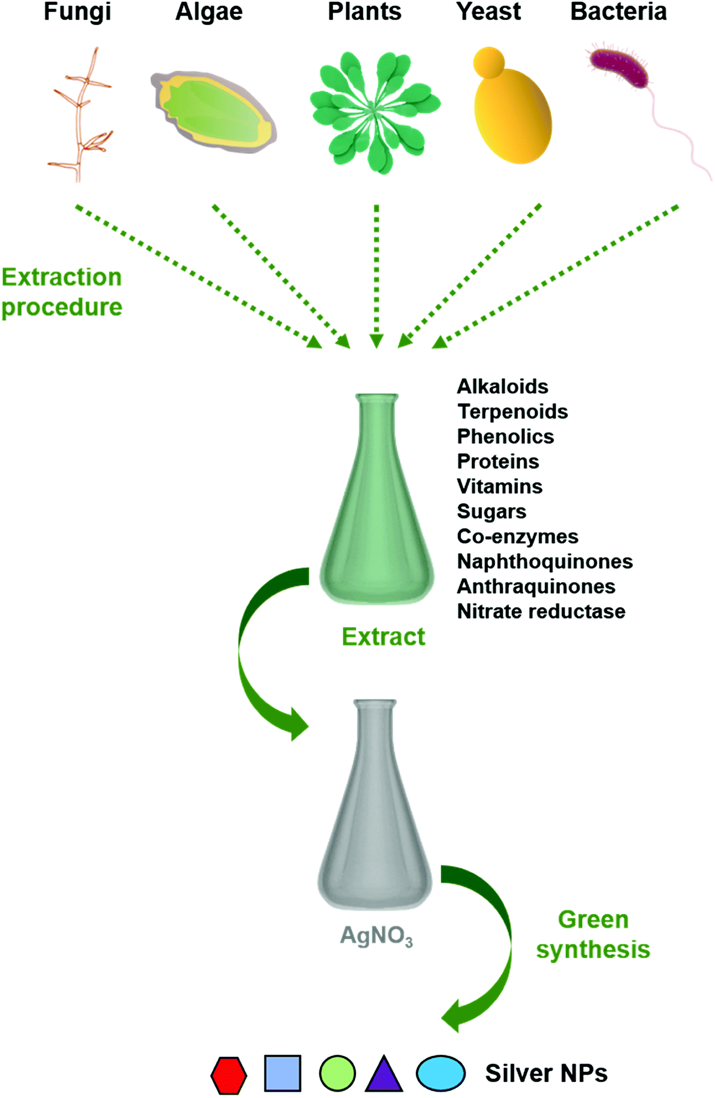 A Green Method For Silver Nanoparticle Synthesis Using H Isora My XXX 