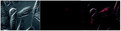 image file: c9sc00244h-f12.tif