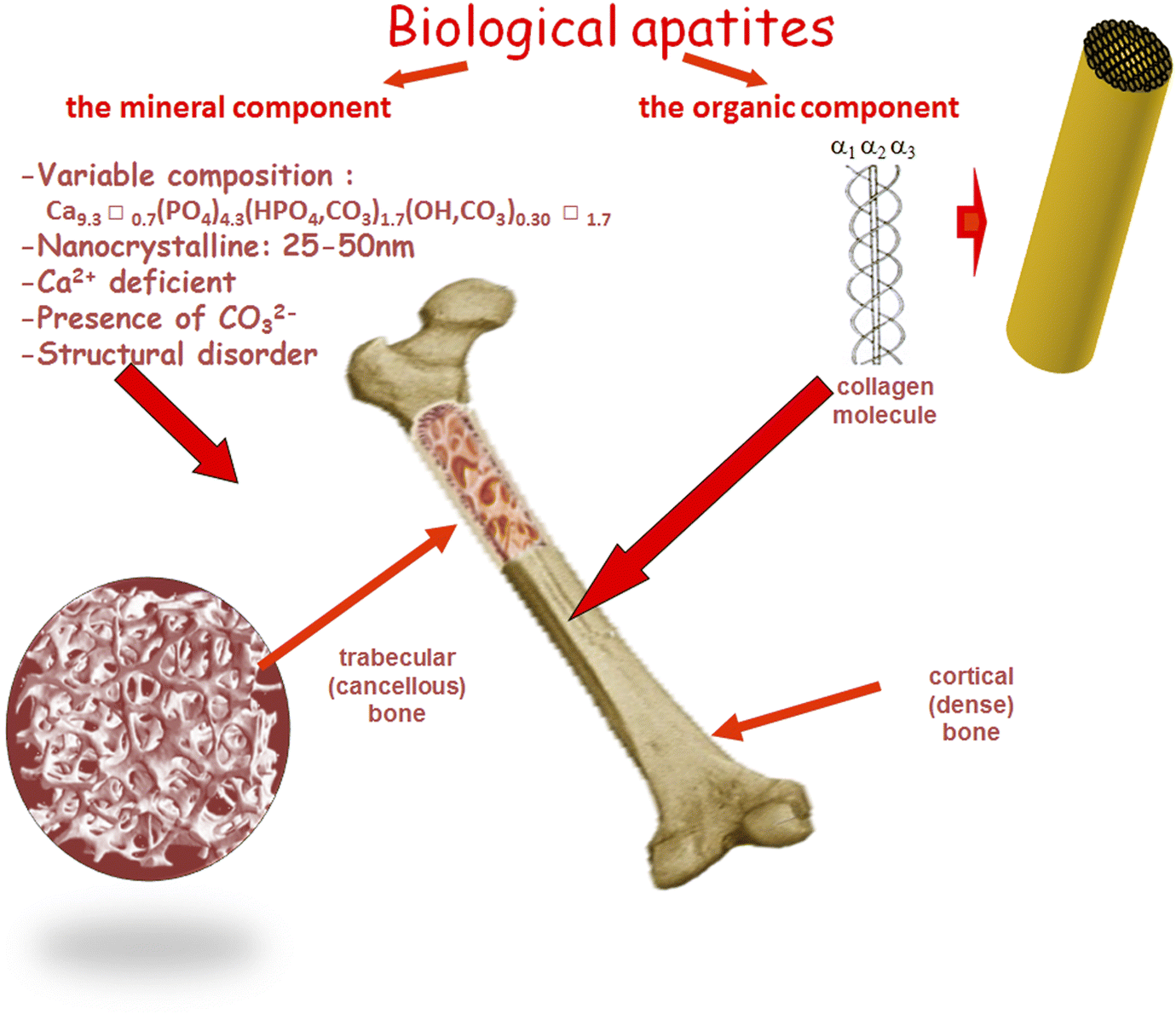 Кортикал кости