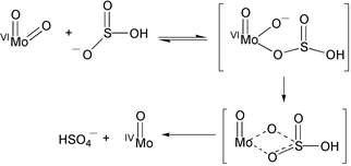 Graphical abstract: Oxoanionic or sulfur lone pair attack? The difference in reactivity of hydrogensulfite anion and neutral dimethylsulfite towards [Bu4N]2[MoO2{S2C2(CN)2}2] in the model reductive half reaction of sulfite oxidase