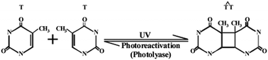 Graphical abstract: UV-induced DNA damage and repair: a review