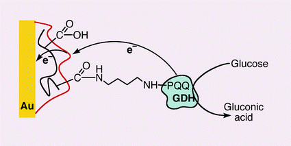 Graphical abstract: Electrical contacting of glucose dehydrogenase by the reconstitution of a pyrroloquinoline quinone-functionalized polyaniline film associated with an Au-electrode: an in situ electrochemical SPR study