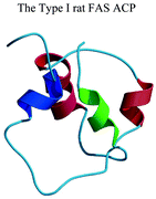 Graphical abstract: The type I rat fatty acid synthase ACP shows structural homology and analogous biochemical properties to type II ACPs