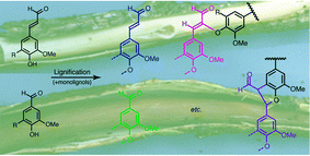 Graphical abstract: NMR analysis of lignins in CAD-deficient plants. Part 1. Incorporation of hydroxycinnamaldehydes and hydroxybenzaldehydes into lignins