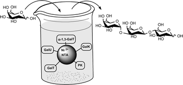 Graphical abstract: Enzymes in preparative mono- and oligo-saccharide synthesis