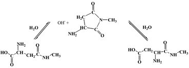 Graphical abstract: Modelling the hydrolysis of succinimide: formation of aspartate and reversible isomerization of aspartic acid via succinimide