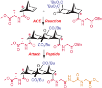 Graphical abstract: Strategies and methods for the attachment of amino acids and peptides to chiral [n]polynorbornane templates
