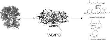 Graphical abstract: The role of vanadium bromoperoxidase in the biosynthesis of halogenated marine natural products