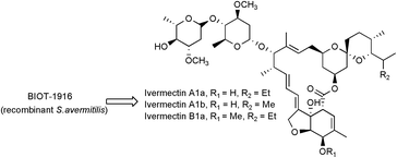 Graphical abstract: Direct production of ivermectin-like drugs after domain exchange in the avermectin polyketide synthase of Streptomyces avermitilis ATCC31272