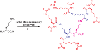 Graphical abstract: Syntheses of dendritic branches based on l-lysine: is the stereochemistry preserved throughout the synthesis?