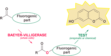 Graphical abstract: The first fluorogenic assay for detecting a Baeyer–Villigerase activity in microbial cells