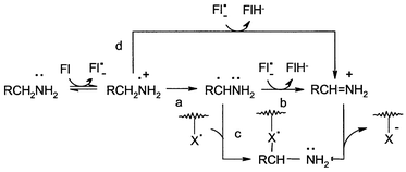 Graphical abstract: Chemical aspects of amine oxidation by flavoprotein enzymes