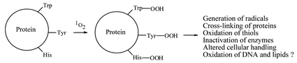 Graphical abstract: Reactive species formed on proteins exposed to singlet oxygen