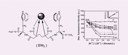 Graphical abstract: A rationally designed novel receptor for probing cooperative interaction between metal ions and bivalent tryptophan side chain in solution