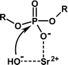 Graphical abstract: Phosphodiesterolytic activity of alkaline-earth cations in aqueous DMSO