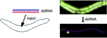 Graphical abstract: RNAi: running interference for the cell