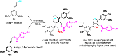 Graphical abstract: Preparation and relevance of a cross-coupling product between sinapyl alcohol and sinapyl p-hydroxybenzoate