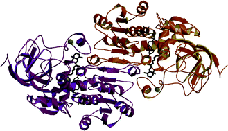 Graphical abstract: Synthesis of ring-oxidized retinoids as substrates of mouse class I alcohol dehydrogenase (ADH1)
