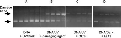 Graphical abstract: Semiconductor quantum dots and free radical induced DNA nicking