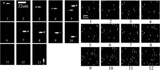 Graphical abstract: Simultaneous measurements of the flow velocities in a microchannel by wide/evanescent field illuminations with particle/single molecules
