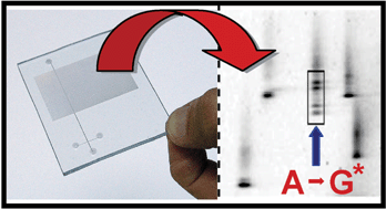 Graphical abstract: Denaturing gradient-based two-dimensional gene mutation scanning in a polymer microfluidic network