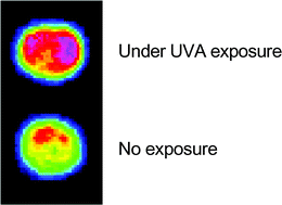 Graphical abstract: Detection of reactive oxygen species in the skin of live mice and rats exposed to UVA light: a research review on chemiluminescence and trials for UVA protection