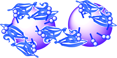 Graphical abstract: Cyanovirin-N binding to Manα1–2Man functionalized dendrimers