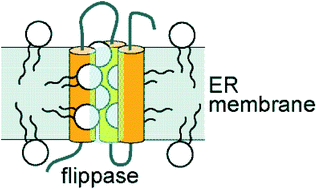 Graphical abstract: New fluorescent probes reveal that flippase-mediated flip-flop of phosphatidylinositol across the endoplasmic reticulum membrane does not depend on the stereochemistry of the lipid