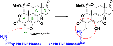 Graphical abstract: Chemistry and biology of wortmannin