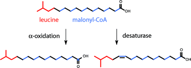 Graphical abstract: Biosynthesis of iso-fatty acids in myxobacteria