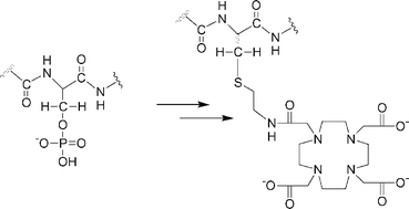 Graphical abstract: Derivatization of phosphopeptides with mercapto- and amino-functionalized conjugate groups by phosphate elimination and subsequent Michael addition