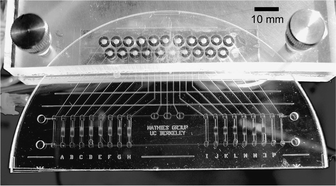 Graphical abstract: An integrated microfluidic processor for single nucleotide polymorphism-based DNA computing