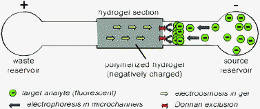 Graphical abstract: Electrokinetic concentration enrichment within a microfluidic device using a hydrogel microplug