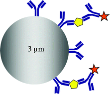Graphical abstract: A lab-on-a-chip compatible bioaffinity assay method for human α-fetoprotein
