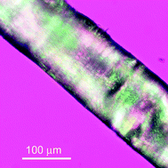 Graphical abstract: Regenerated silk fiber wet spinning from an ionic liquid solution