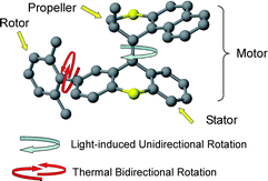 Graphical abstract: Control of rotor motion in a light-driven molecular motor: towards a molecular gearbox