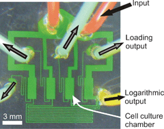 Graphical abstract: Microfluidic arrays for logarithmically perfused embryonic stem cell culture