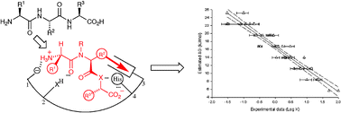 Graphical abstract: Affinity prediction for substrates of the peptide transporter PepT1