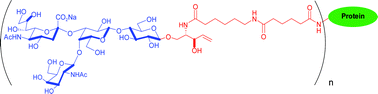 Graphical abstract: Chemoenzymatic synthesis of GM3 and GM2 gangliosides containing a truncated ceramide functionalized for glycoconjugate synthesis and solid phase applications