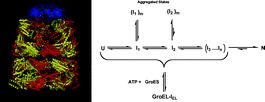 Graphical abstract: The mechanism of GroEL/GroES folding/refolding of protein substrates revisited