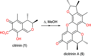 Graphical abstract: Citrinin revisited: from monomers to dimers and beyond