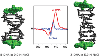 Graphical abstract: Porphyrins conjugated to DNA as CD reporters of the salt-induced B to Z-DNA transition,
