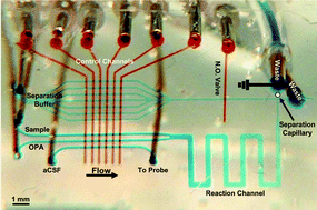 Graphical abstract: A capillary–PDMS hybrid chip for separations-based sensing of neurotransmitters in vivo