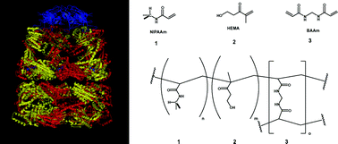 Graphical abstract: Hydrogel polymer appears to mimic the performance of the GroEL/GroES molecular chaperone machine
