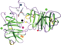 Graphical abstract: Structural modelling of metal ion binding to human haemopexin